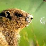happy-groundhog-1