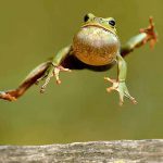 Frog-Jumping-1