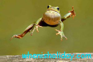 Frog Jumping Day