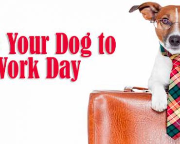 National Take Your Dog To Work Day 2017