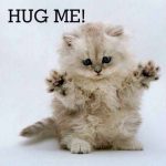 NationalHugYourCatDay-1