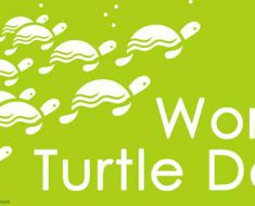 World Turtle Day 2017