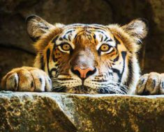 International Tiger Day 2017
