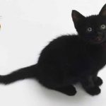 National-Black-Cat-Day-2