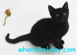 National Black Cat Day 2017