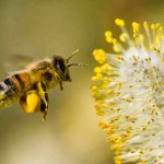 National-Honey-Bee-Day-1
