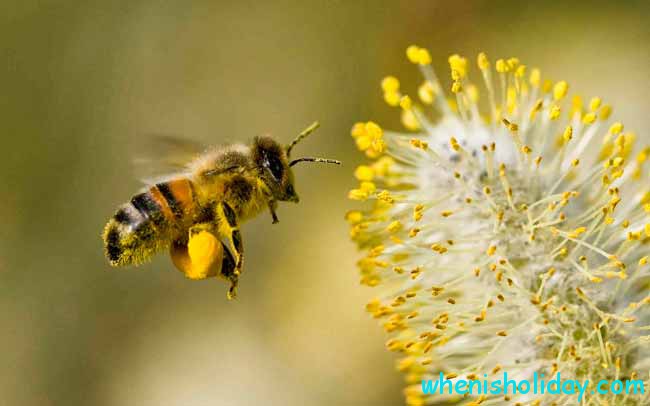 National Honey Bee Day 2017