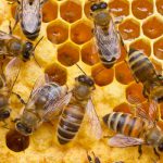National-Honey-Bee-Day-2