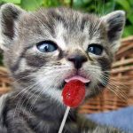 National-Lollipop-Day-2