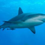 National-Shark-Awareness-Day-1