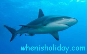 National Shark Awareness Day 2017