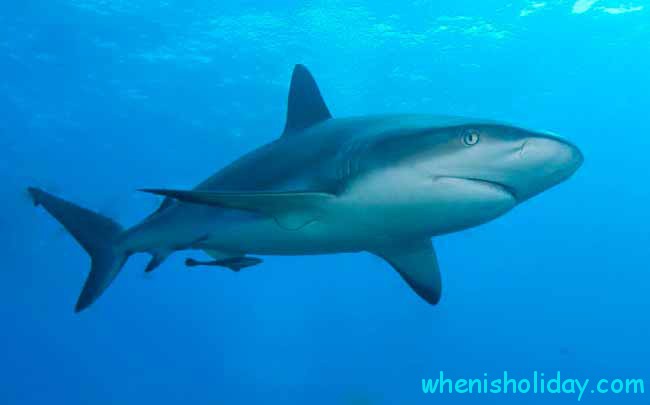 🦈 Wann ist 2022 der Nationale Hai-Bewusstseinstag?