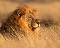 World Lion Day 2017