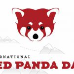 Red-Panda-Day-1