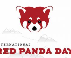 International Red Panda Day 2017