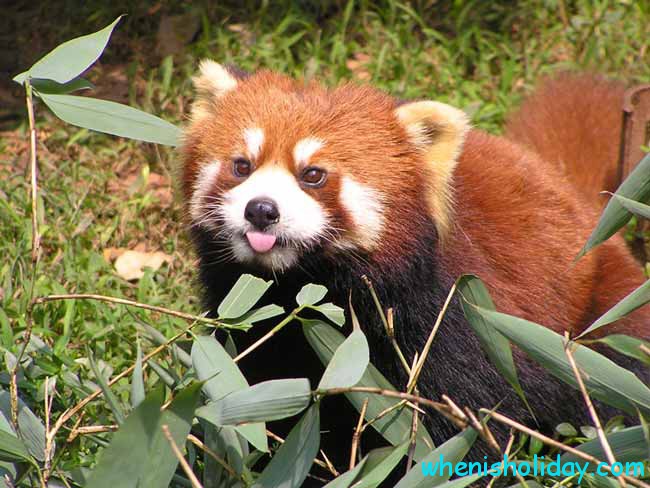 Internationaler Tag des Roten Pandas