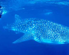 National Whale Shark Day 2017