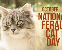 National Feral Cat Day 2017