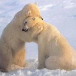 Hug-A-Bear-Day-1