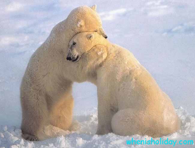 Bären umarmen sich