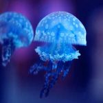 Jellyfish-Day-1