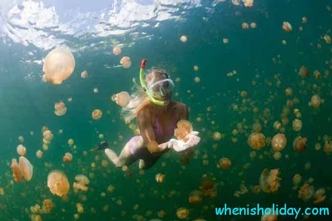 Snorkling with Jellyfish