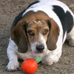 Pet-Obesity-Awareness-Day-1