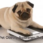 Pet-Obesity-Awareness-Day-2