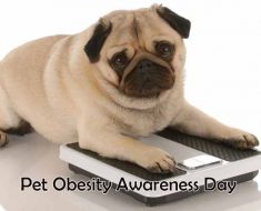 Pet Obesity Awareness Day 2017