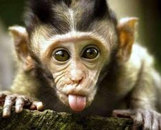 Monkey showing its tongue