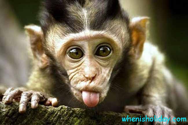 Monkey showing its tongue