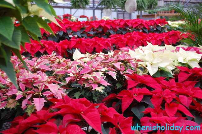 Poinsettia of different sorts