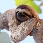 sloth-day-1