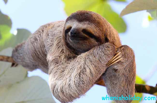 Sloth resting on a tree