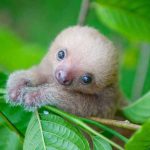 sloth-day-2
