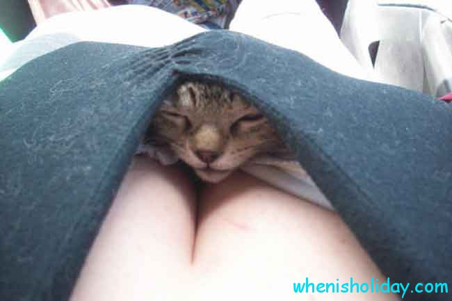 Kitten in Cleavage