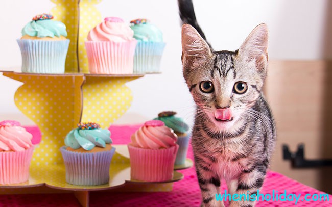 Cupcakes and cat