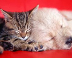 A kitten and a puppy sleeping