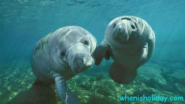 When is National Manatee Day 2020