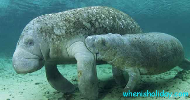 Manatee with calf