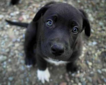 Mutt watching