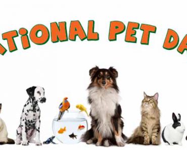 Pets