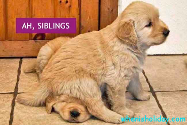 Sibling puppies