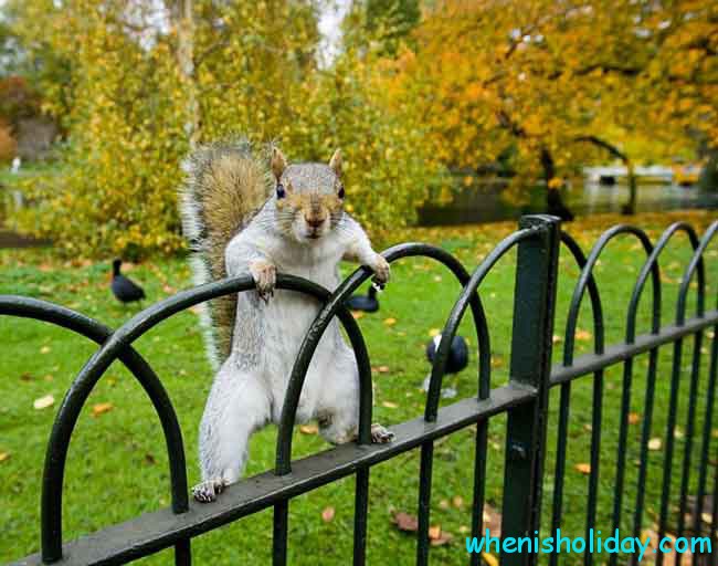 Squirrel on the fence