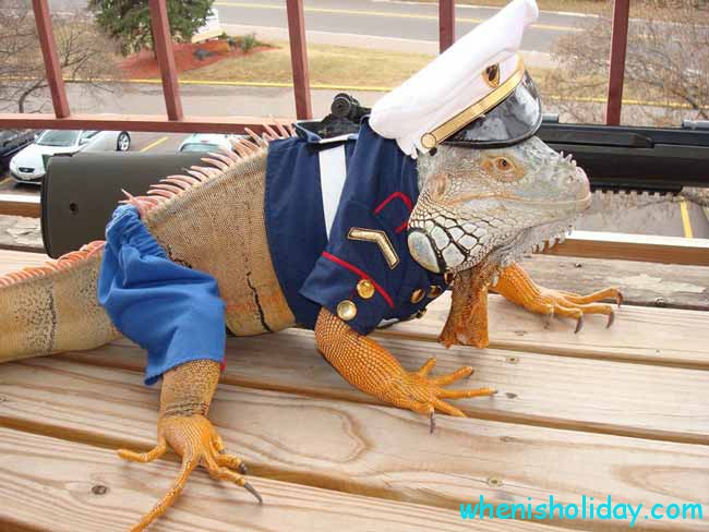 Dressed Up Iguana