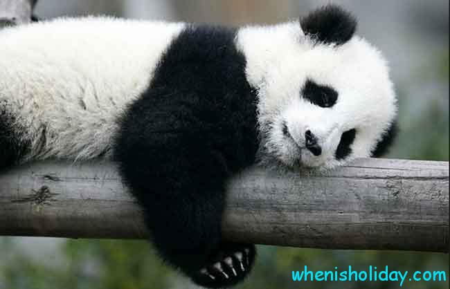 Panda napping