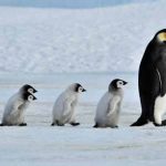 Penguin-Awareness-Day-2