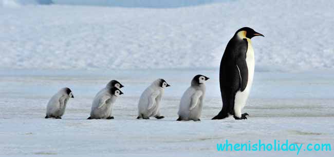 Penguin Family