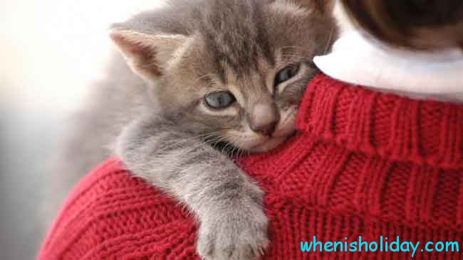 kitten on girls shoulder