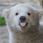 Polar-Bear-Day-1